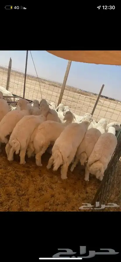 طليان خرفان حريه فاخره للبيع 1