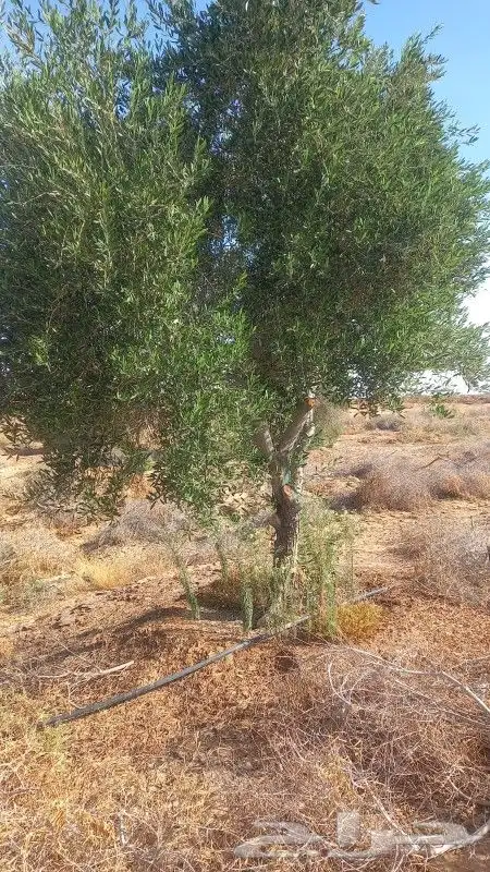زيتون معمر ومثمر 3