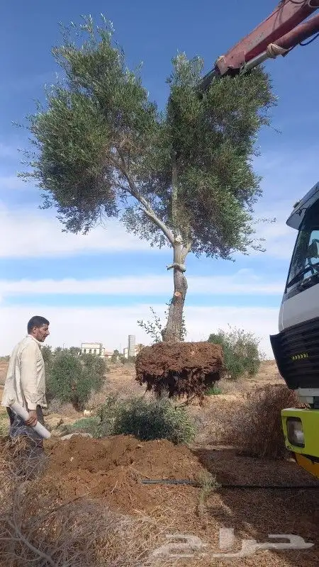 زيتون معمر ومثمر 1