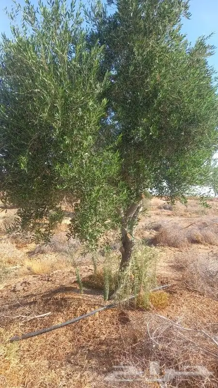 زيتون معمر ومثمر 4