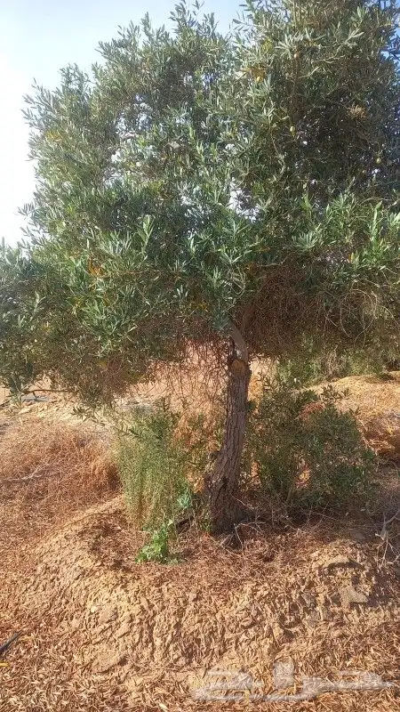 زيتون معمر ومثمر 2