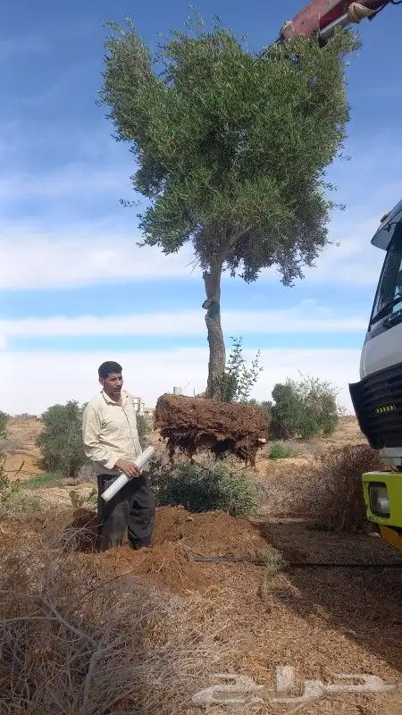 زيتون معمر ومثمر 0