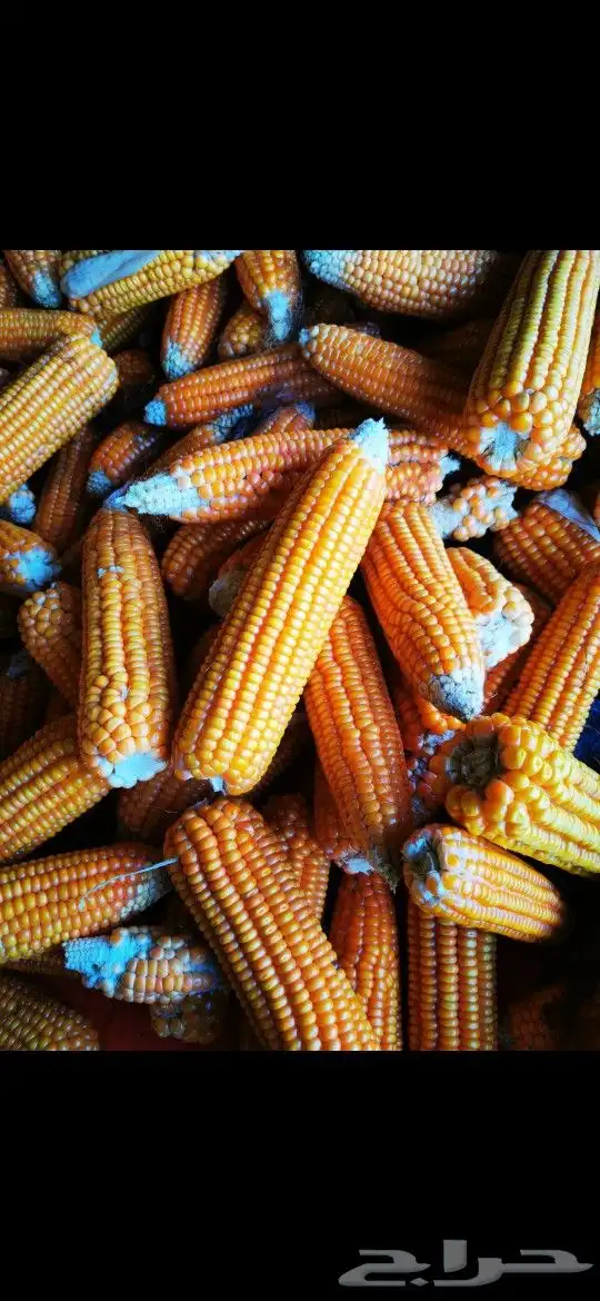 حب ذره (حبش) للبيع 0