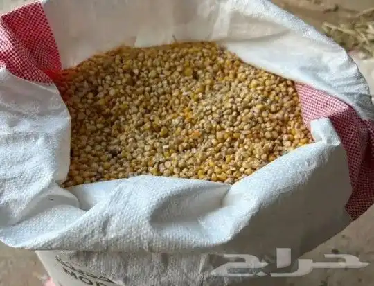 حب ذره (حبش) للبيع 1