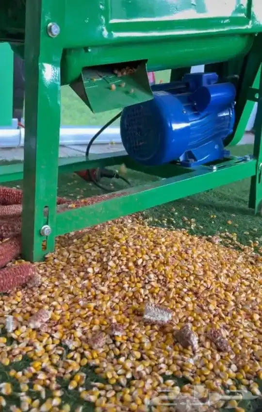 حب ذره (حبش) للبيع 2