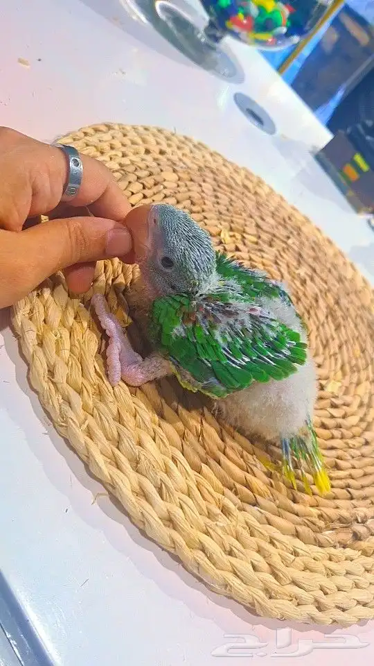 فروخ دره نيبالي 1200 ريال تم البيع 13