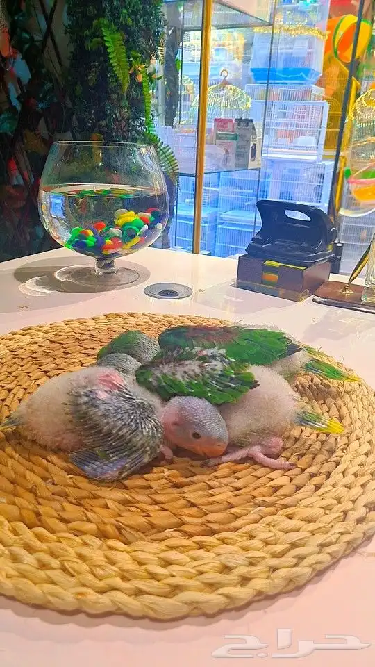 فروخ دره نيبالي 1200 ريال تم البيع 29