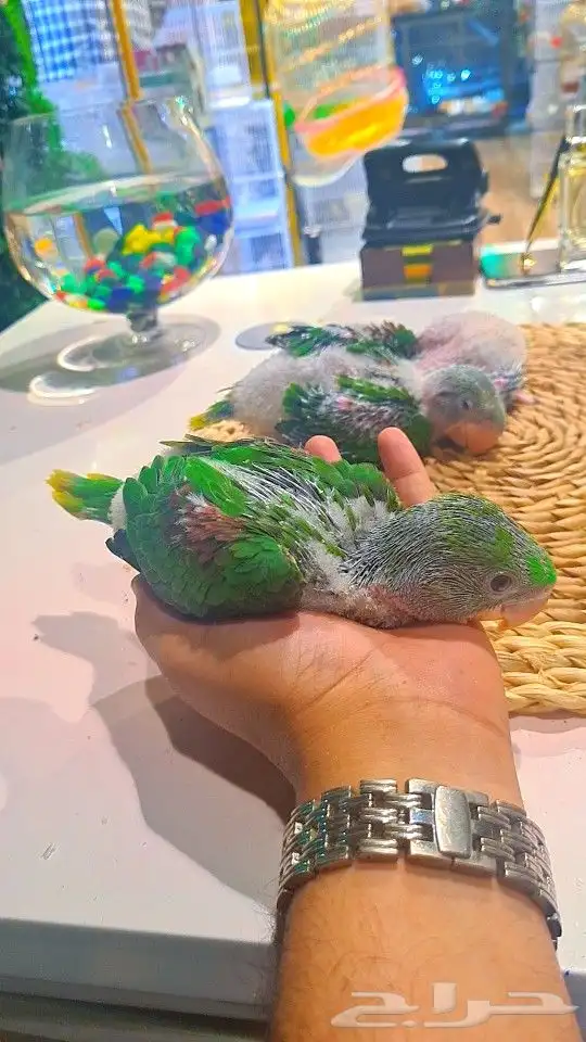 فروخ دره نيبالي 1200 ريال تم البيع 11