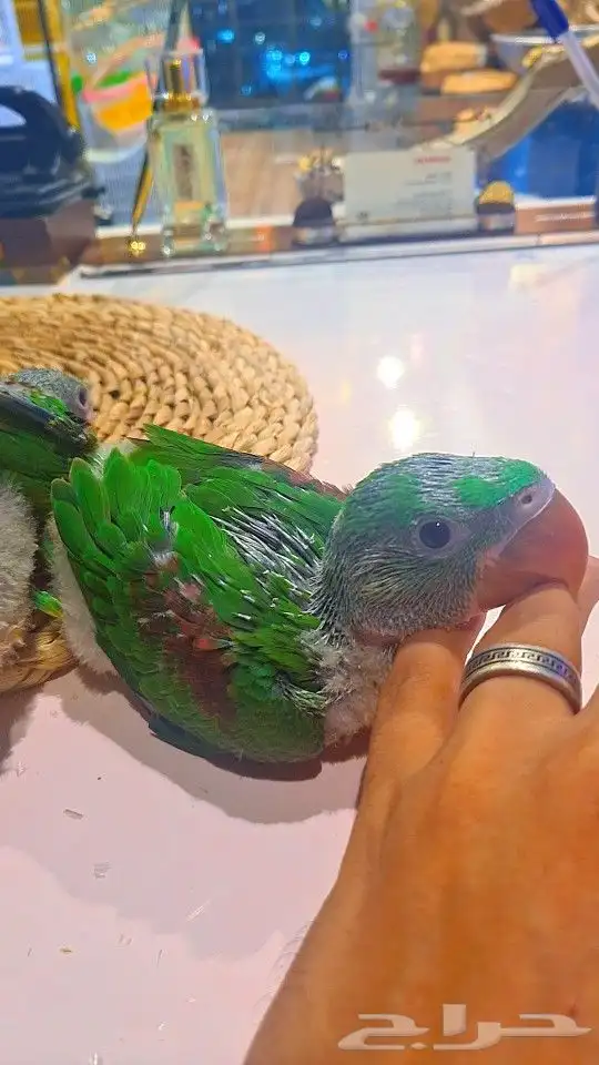 فروخ دره نيبالي 1200 ريال تم البيع 4