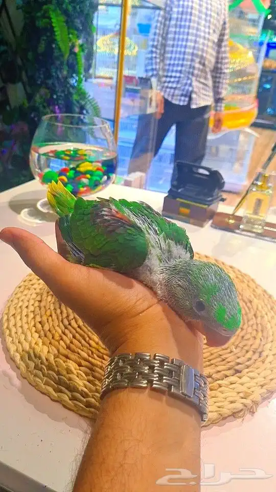 فروخ دره نيبالي 1200 ريال تم البيع 10