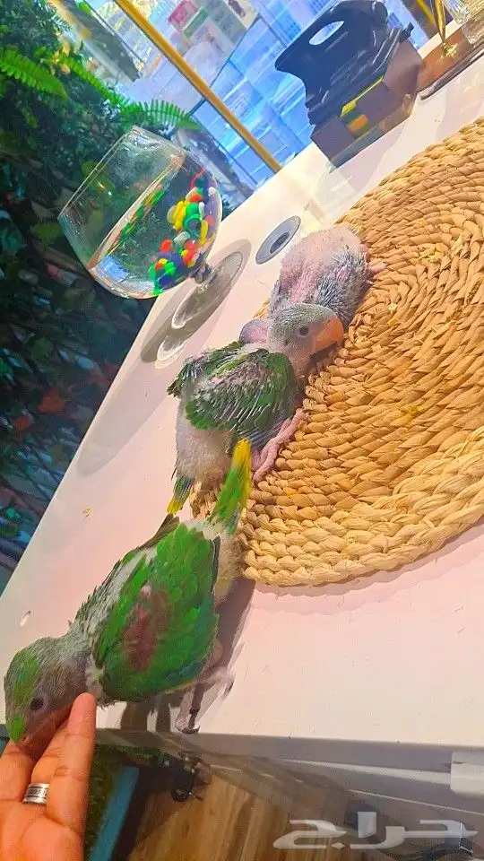 فروخ دره نيبالي 1200 ريال تم البيع 15