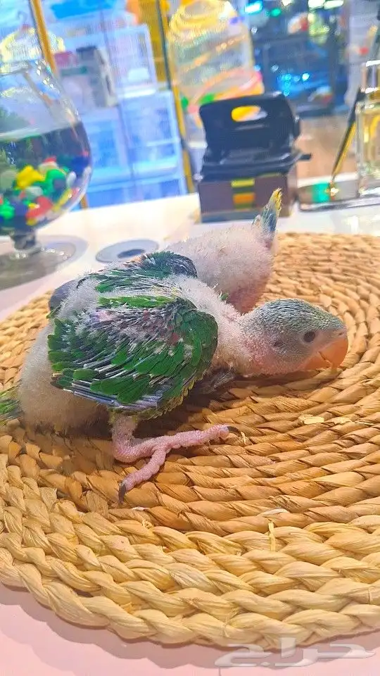 فروخ دره نيبالي 1200 ريال تم البيع 3