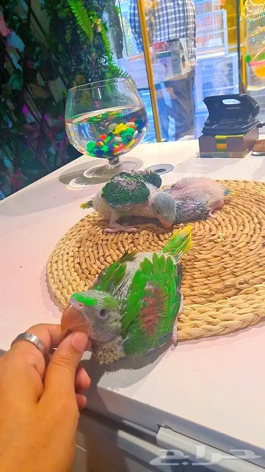 فروخ دره نيبالي 1200 ريال تم البيع 18