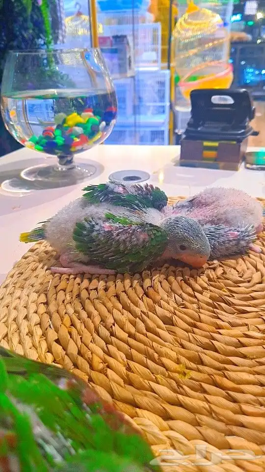 فروخ دره نيبالي 1200 ريال تم البيع 16