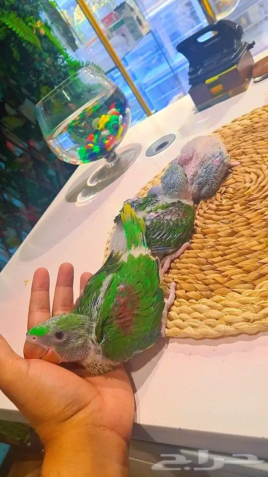 فروخ دره نيبالي 1200 ريال تم البيع 21