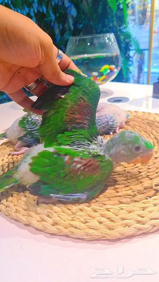 فروخ دره نيبالي 1200 ريال تم البيع 2