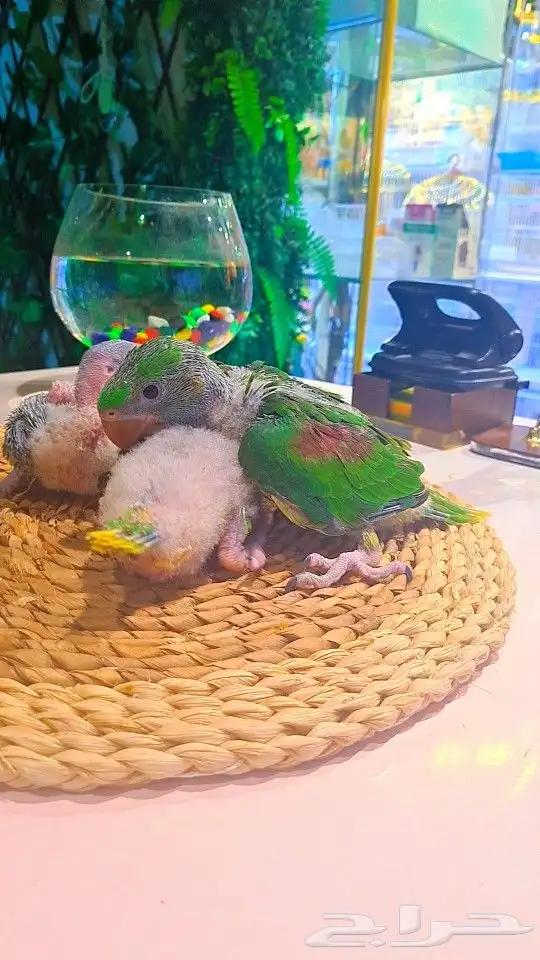 فروخ دره نيبالي 1200 ريال تم البيع 23