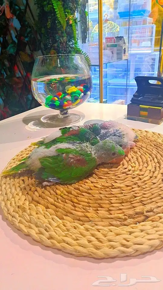 فروخ دره نيبالي 1200 ريال تم البيع 6