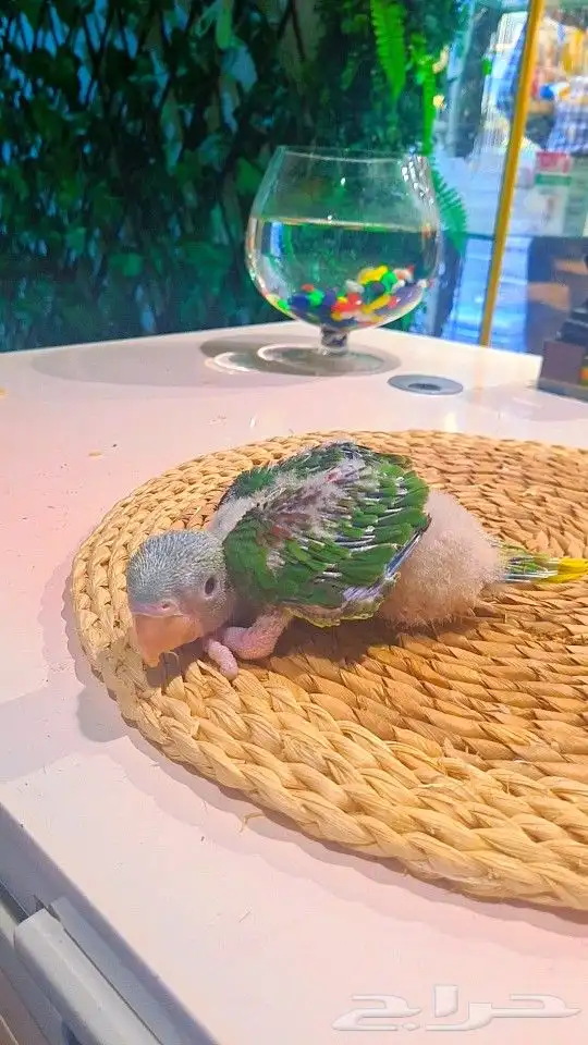 فروخ دره نيبالي 1200 ريال تم البيع 17