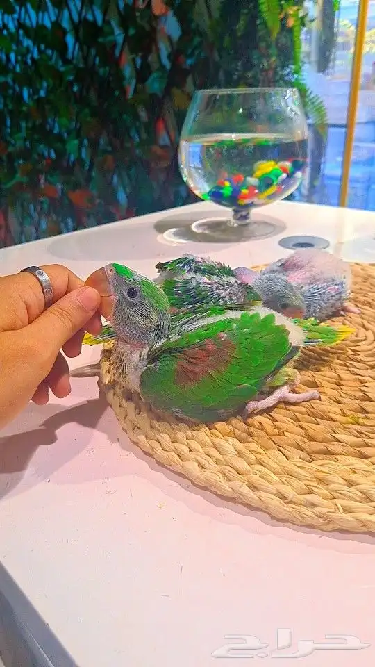 فروخ دره نيبالي 1200 ريال تم البيع 22