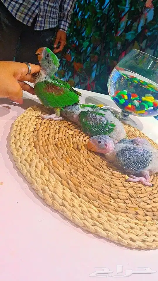 فروخ دره نيبالي 1200 ريال تم البيع 7