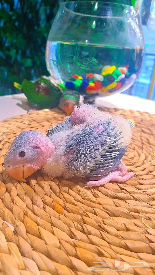 فروخ دره نيبالي 1200 ريال تم البيع 8