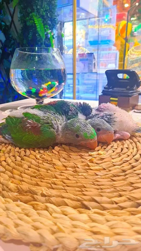 فروخ دره نيبالي 1200 ريال تم البيع 24