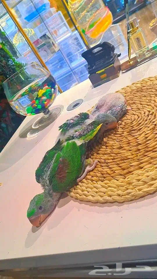 فروخ دره نيبالي 1200 ريال تم البيع 25