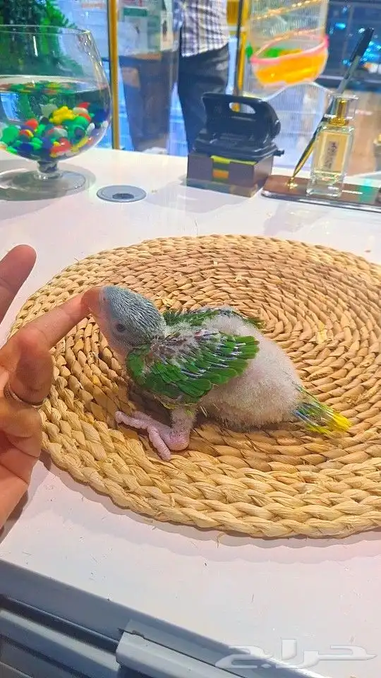 فروخ دره نيبالي 1200 ريال تم البيع 14