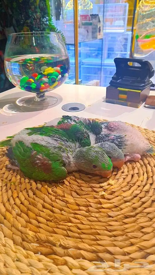 فروخ دره نيبالي 1200 ريال تم البيع 28