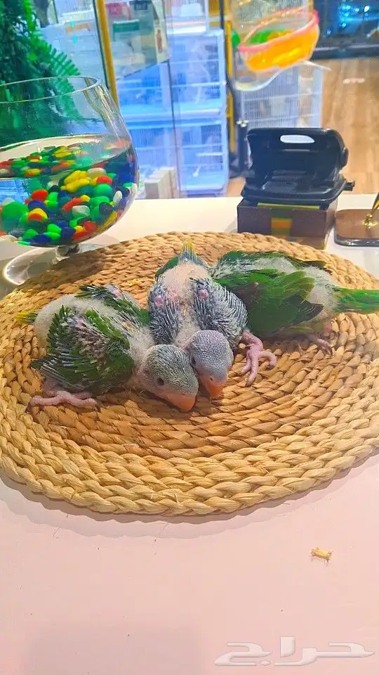 فروخ دره نيبالي 1200 ريال تم البيع 9