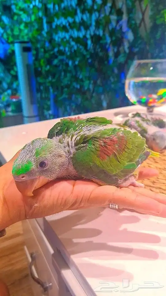 فروخ دره نيبالي 1200 ريال تم البيع 12