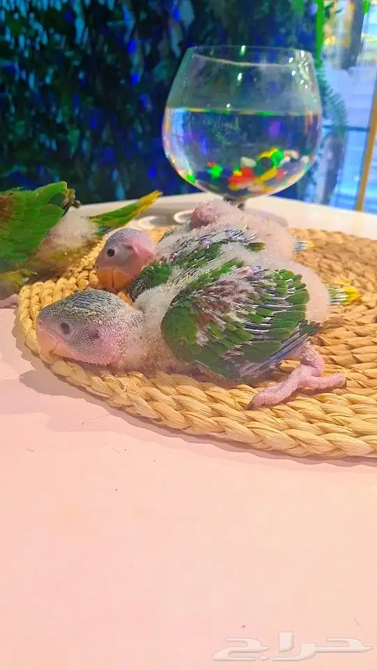 فروخ دره نيبالي 1200 ريال تم البيع 0