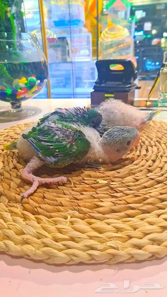 فروخ دره نيبالي 1200 ريال تم البيع 1