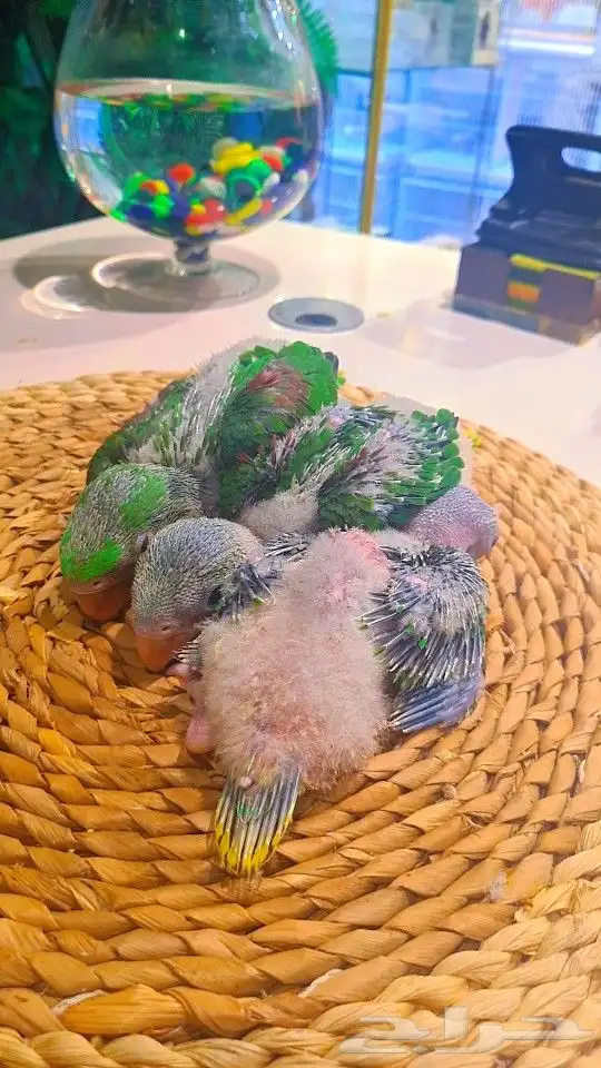 فروخ دره نيبالي 1200 ريال تم البيع 27