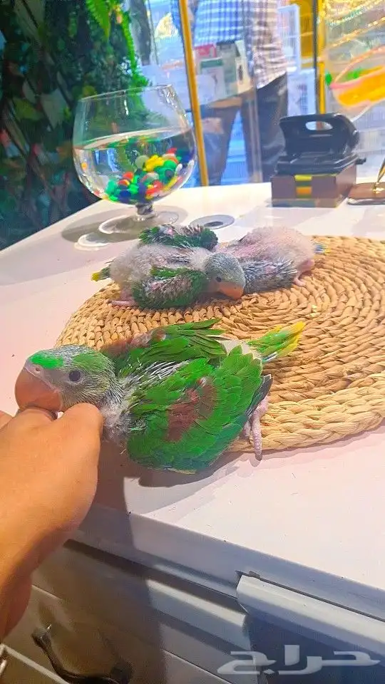 فروخ دره نيبالي 1200 ريال تم البيع 19