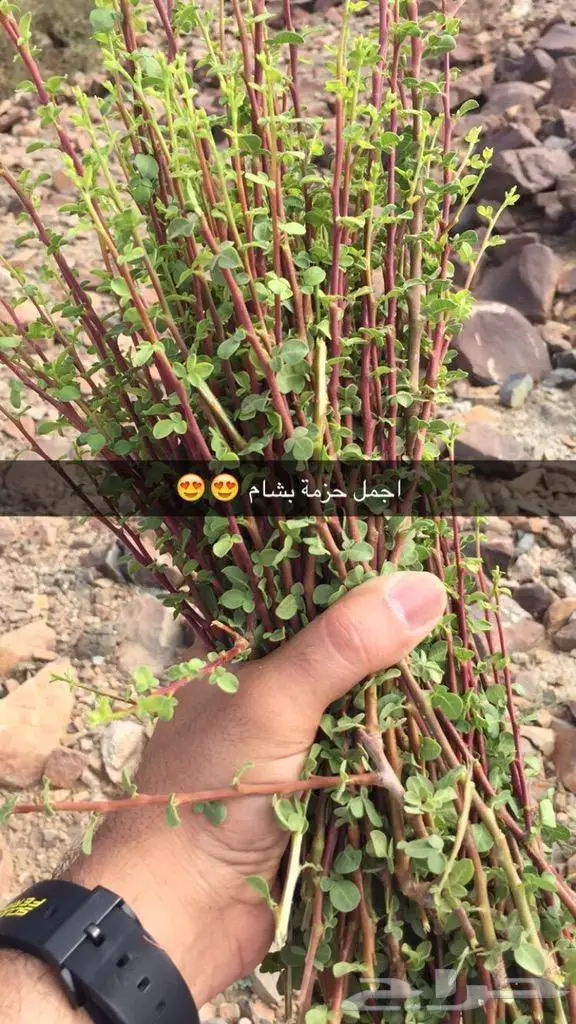بشام طازج قطف يومي 0