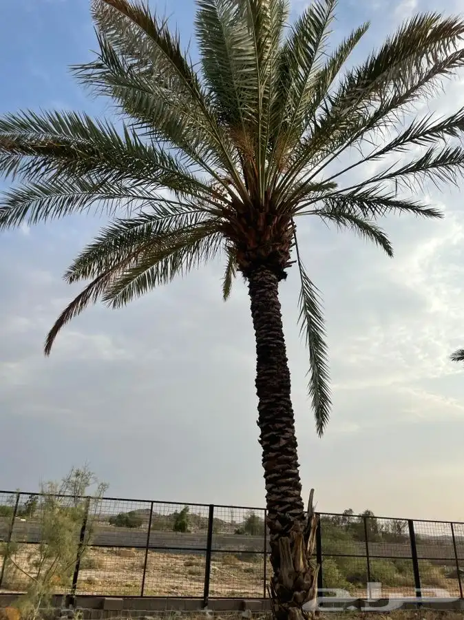 نخل نخيل 1