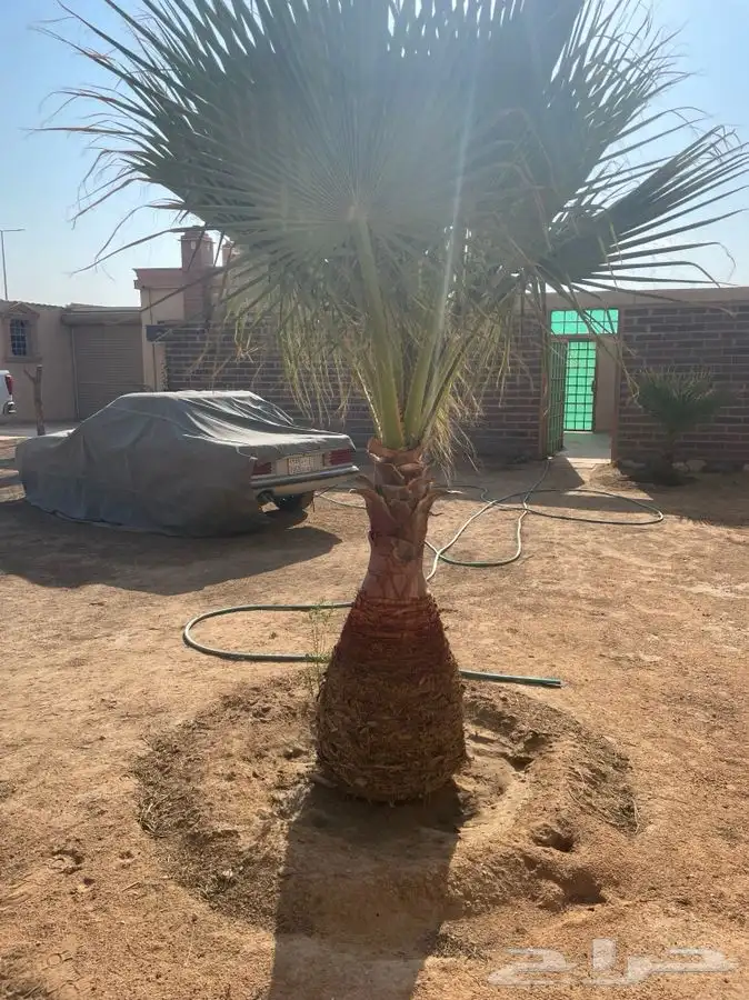 نخل وشونطنيا 0