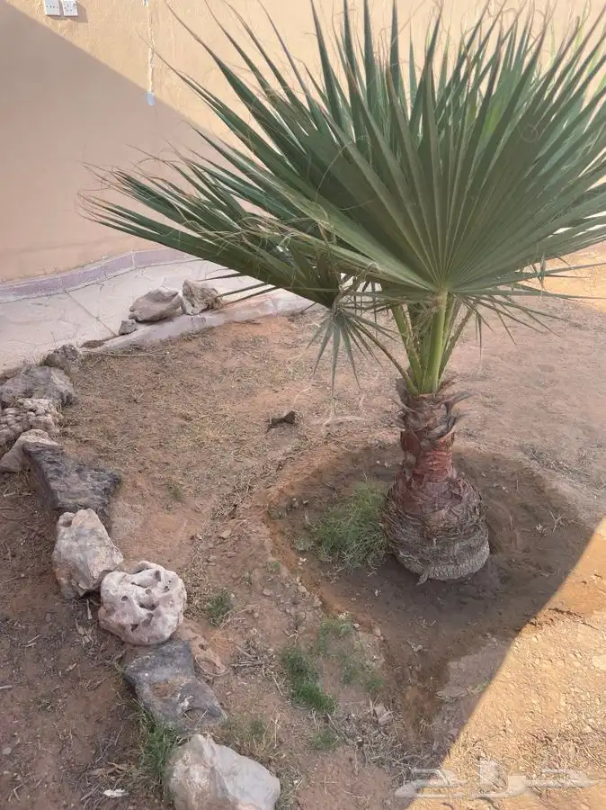 نخل وشونطنيا 1