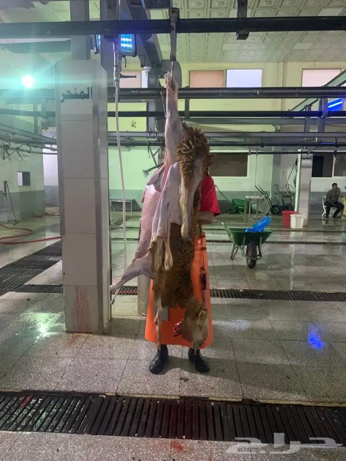 يوجد سواكني جميع الاعمار فل الفل 0