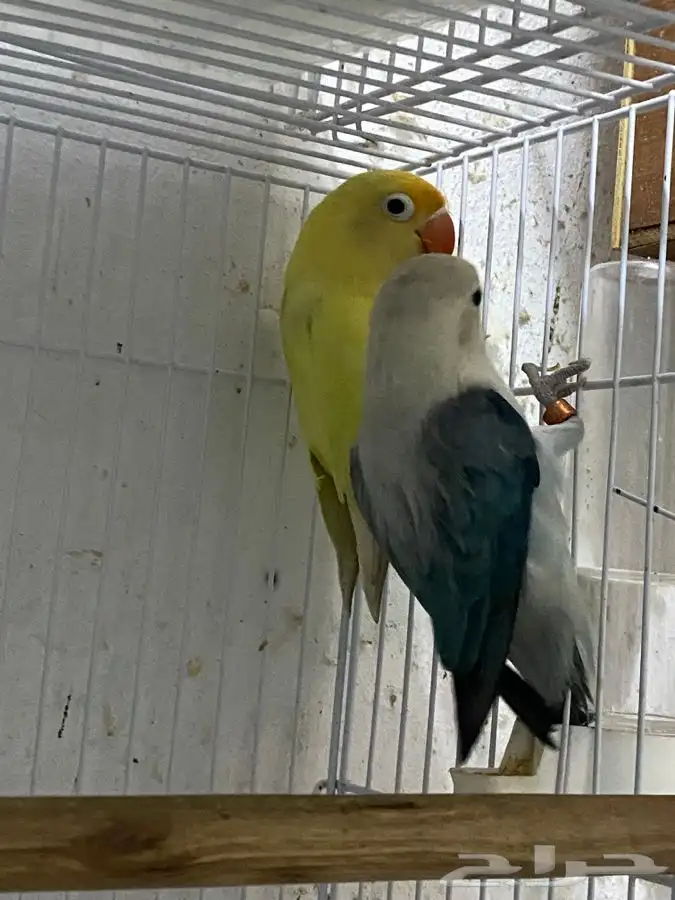 زوج فشر 6