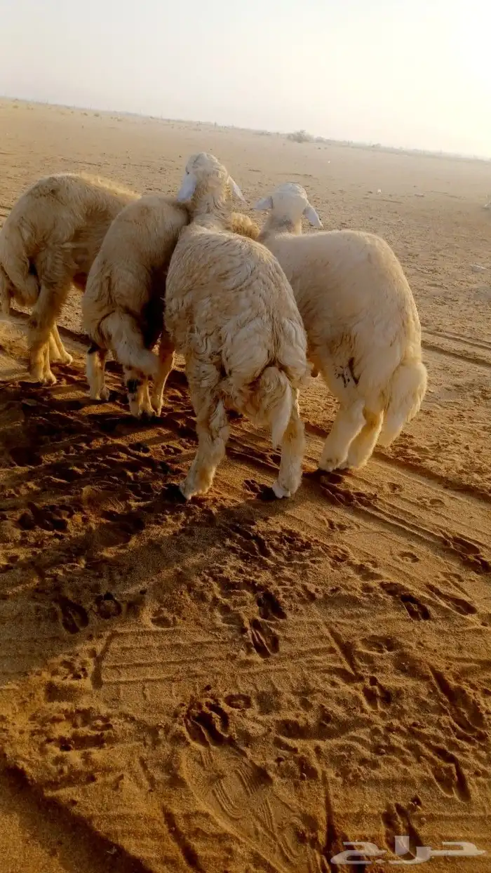 طليان جبره 2