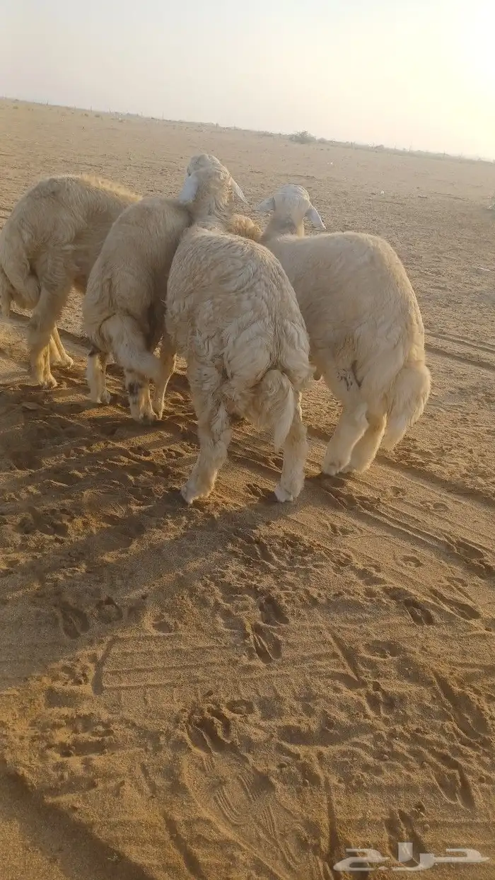 طليان جبره 1