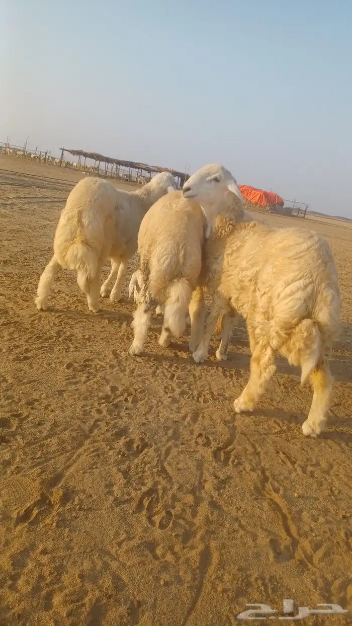 طليان جبره 0