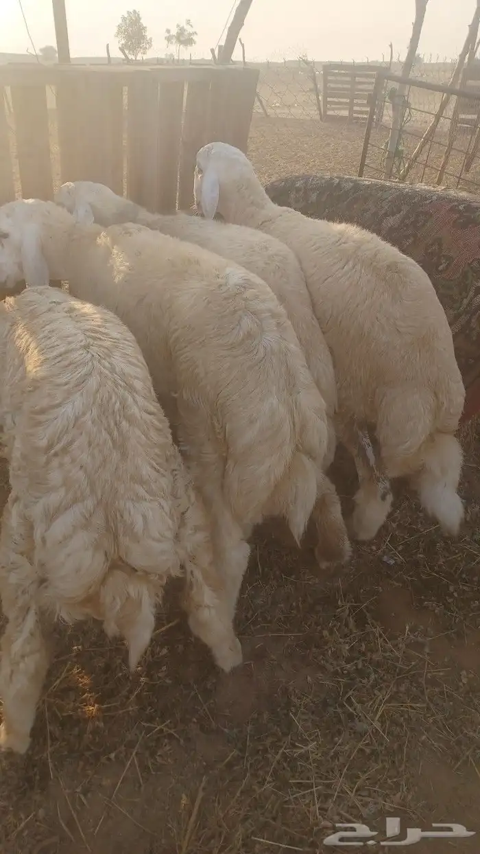 طليان جبره 3