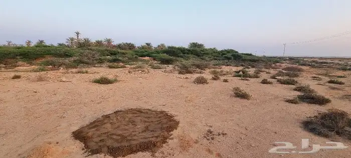 أرض زراعية في جزيرة فرسان قريبة من البحر 9