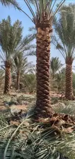 تكريب النخيل وترتيب الاشجار 2