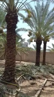 تكريب النخيل وترتيب الاشجار 3