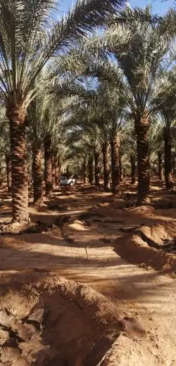 تكريب النخيل وترتيب الاشجار 0